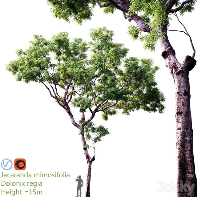 Jacaranda mimosifolia Dolonix regia Height 3D Model