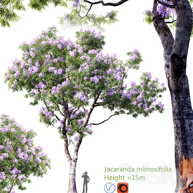 Jacaranda mimosifolia | Height  15m # 2 3D Model