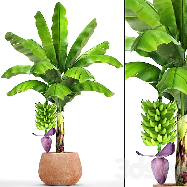 Japanese banana 1. Banana palm with fruits pot flowerpot bush colorful decorative exotic fruit flower clay clinker 3D Model Japanese banana 1. Banana palm with fruits pot flowerpot bush colorful decorative exotic fruit flower clay clinker 3D Model
