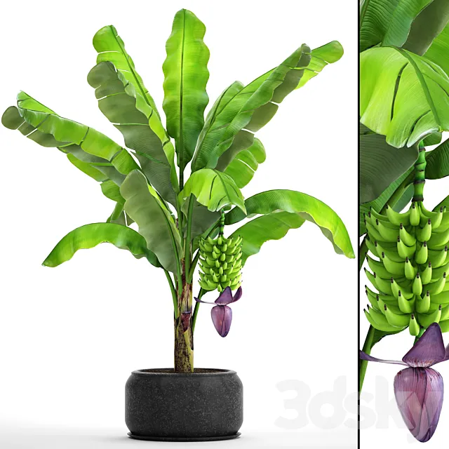 Japanese banana 2. Banana palm tree with fruits pot flowerpot bush outdoor decorative exotic fruit flower 3D Model Japanese banana 2. Banana palm tree with fruits pot flowerpot bush outdoor decorative exotic fruit flower 3D Model