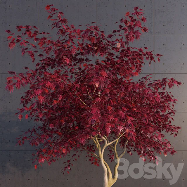 Japanese Maple 3DModel Japanese Maple 3DModel