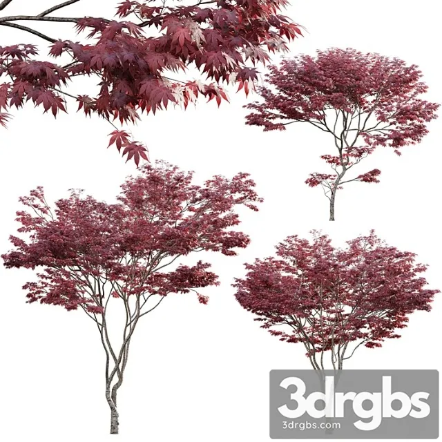 Japanese maple – acer palmatum 01
