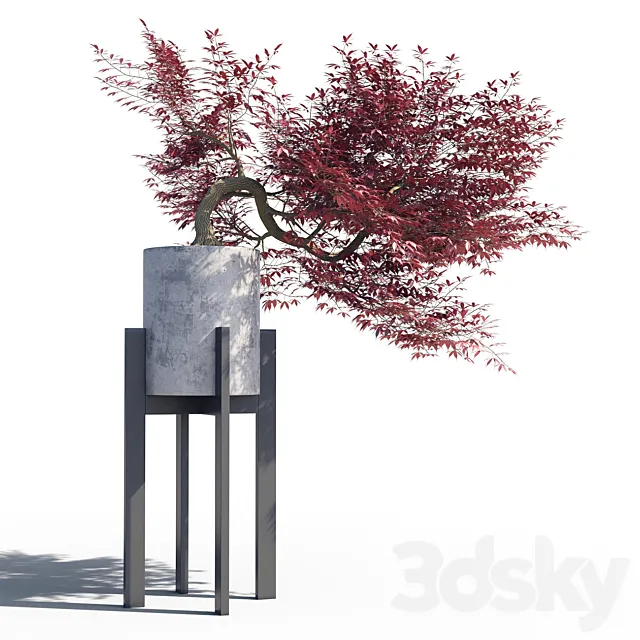 Japanese maple pot 3 3D Model Japanese maple pot 3 3D Model