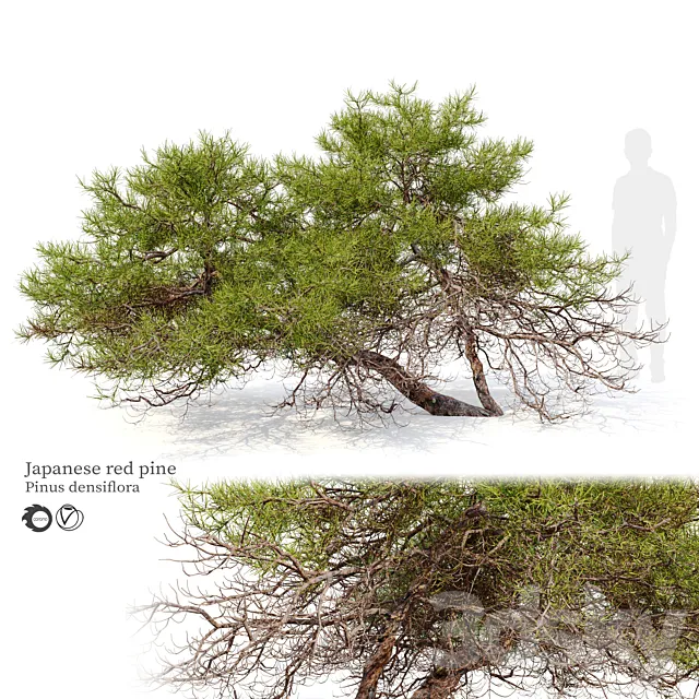 Japanese red pine 3D Model