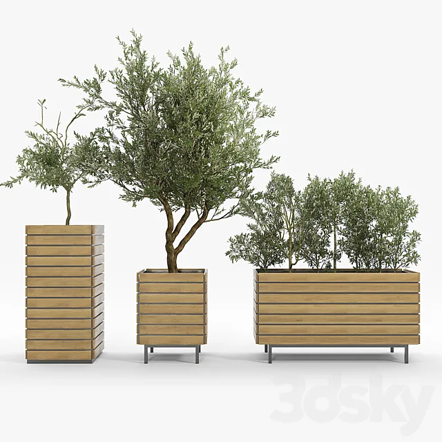 jasper rectangle planter Olea europaea 3D Model