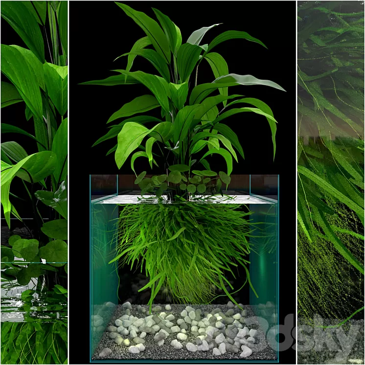 JC Seaweed Aquarium 3D Model