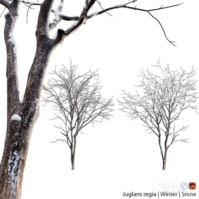 Juglans regia – Common walnut – winter – snow 3D Model
