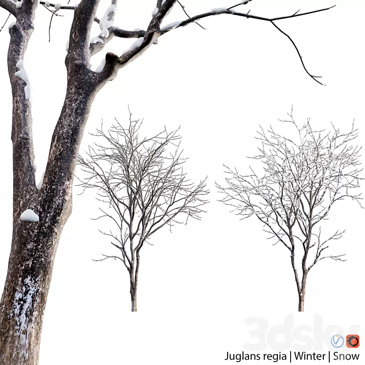 Juglans regia – Common walnut – winter – snow 3D Model Juglans regia – Common walnut – winter – snow 3D Model