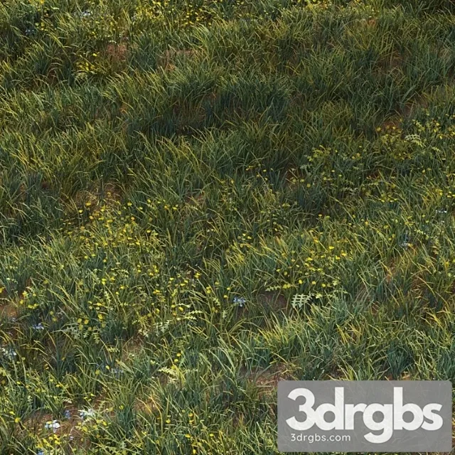 June Grass 3D Model Download June Grass 3D Model Download