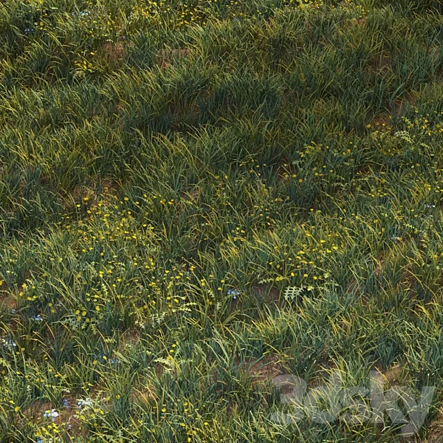 June grass 3D Model June grass 3D Model
