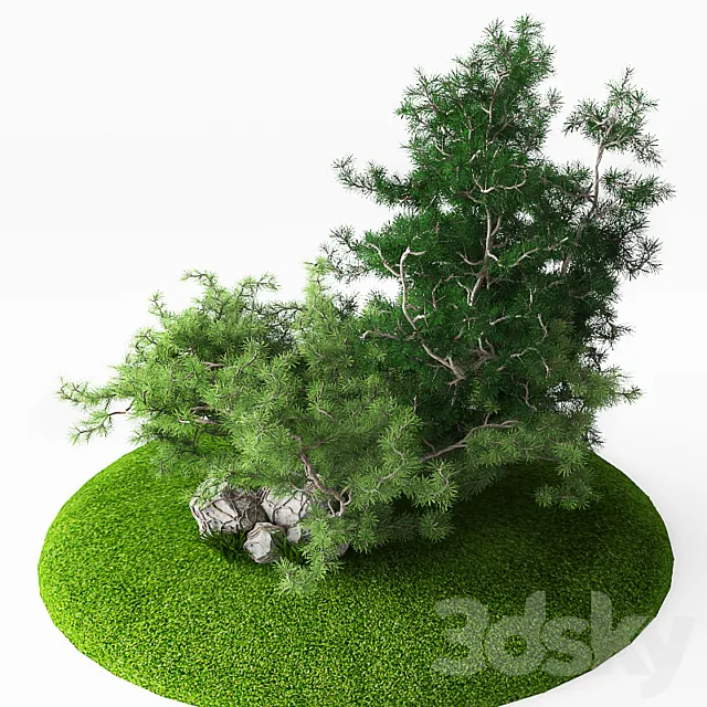 Juniper 3D Model