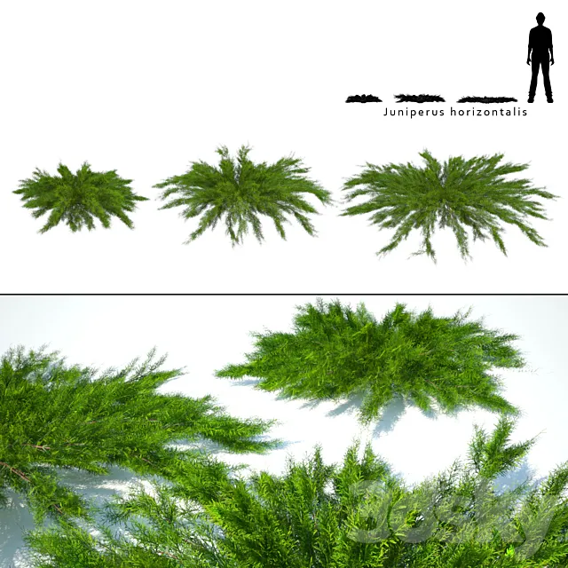 Juniper horizontal | Juniperus horizontalis 3D Model
