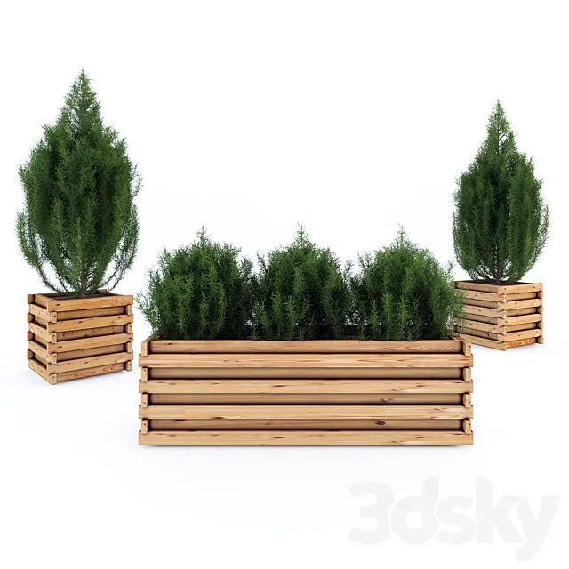 Juniper in tubs 3D Model Juniper in tubs 3D Model