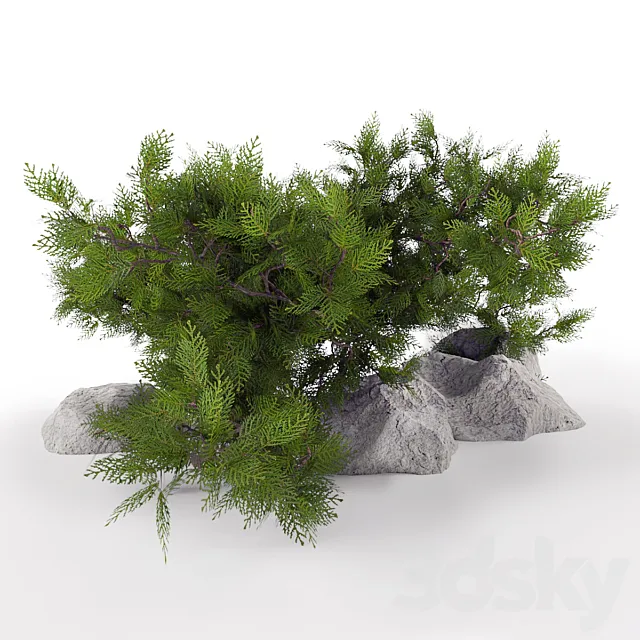 Juniper is horizontal. 3D Model