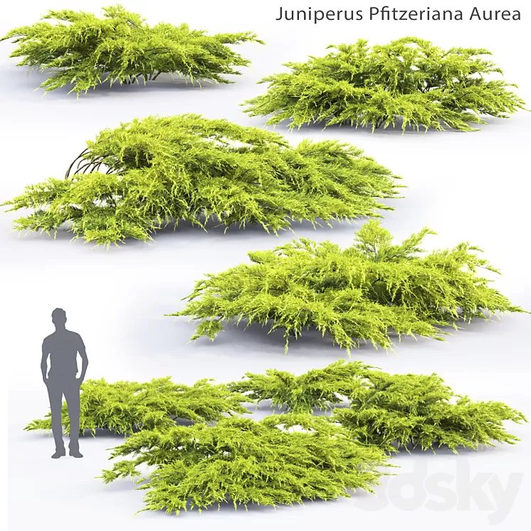 Juniper Medium Aurea | Juniperus Pfitzeriana Aurea # 1 3D Model Juniper Medium Aurea | Juniperus Pfitzeriana Aurea # 1 3D Model