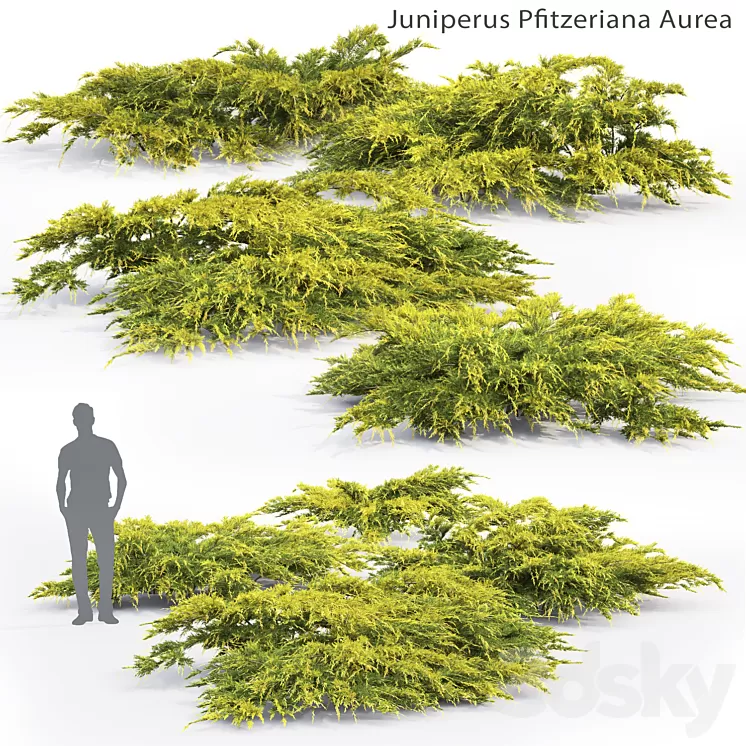 Juniper Medium Aurea | Juniperus Pfitzeriana Aurea # 2 3D Model Juniper Medium Aurea | Juniperus Pfitzeriana Aurea # 2 3D Model