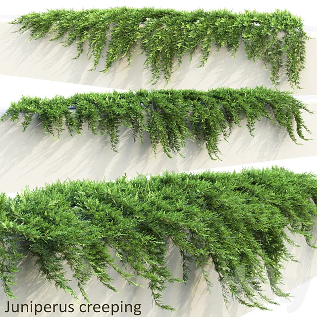 Juniper on retaining wall | Juniperus creeping # 1 3D Model Juniper on retaining wall | Juniperus creeping # 1 3D Model