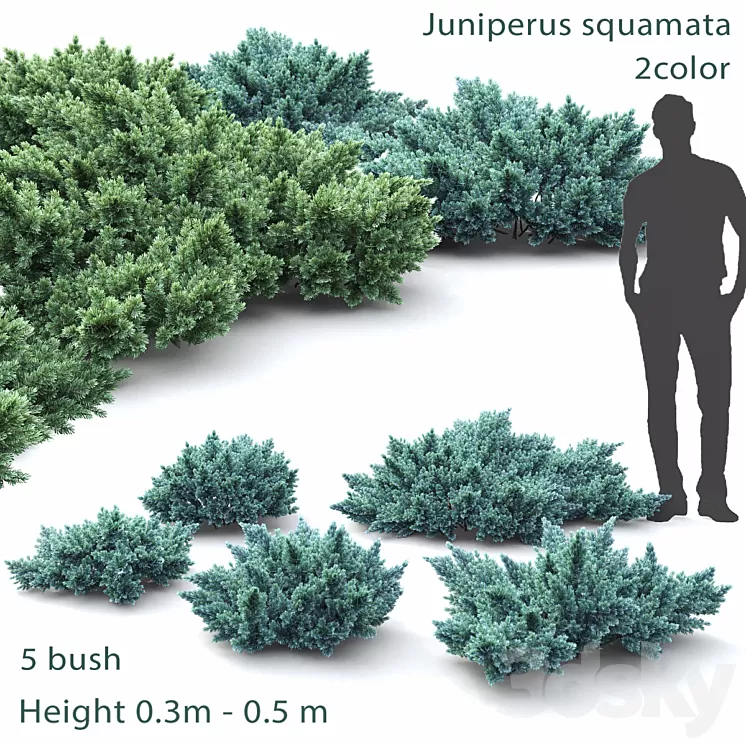 Juniper squamata # 1 3D Model Juniper squamata # 1 3D Model