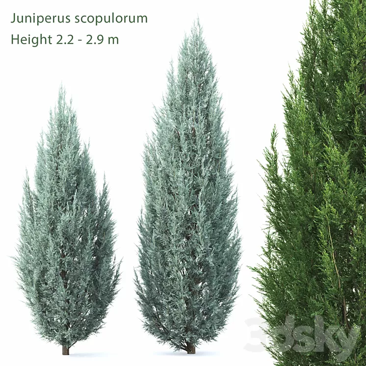 Juniperus 3D Model
