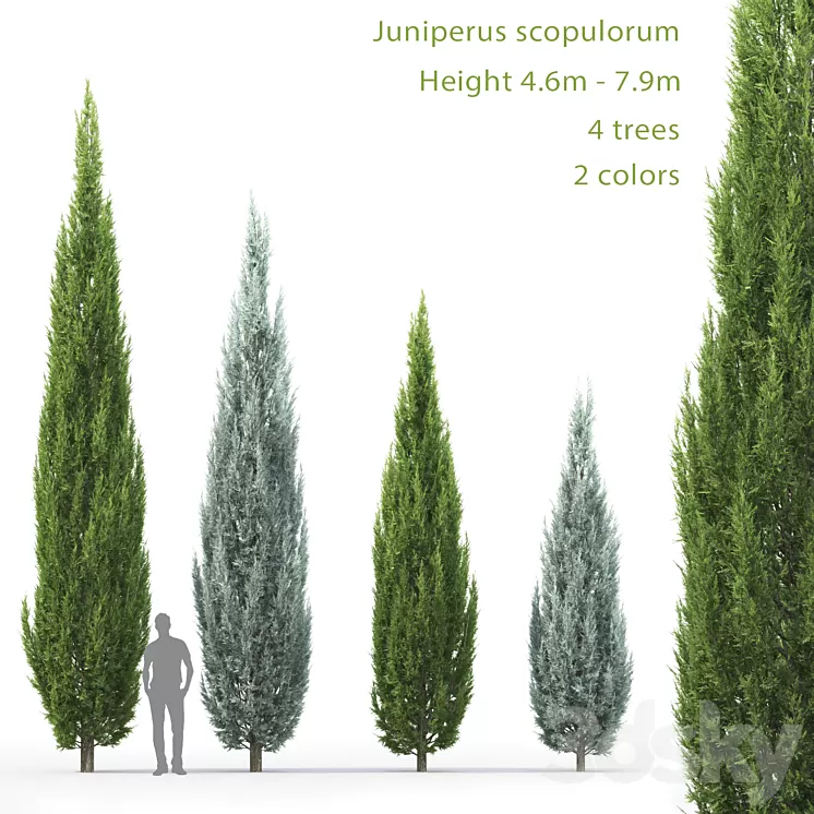 Juniperus 3D Model