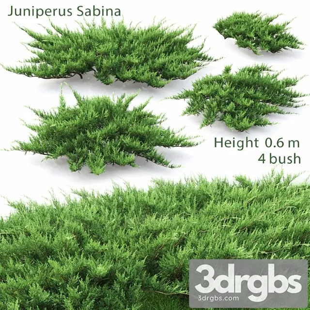 Juniperus 3D Model Download