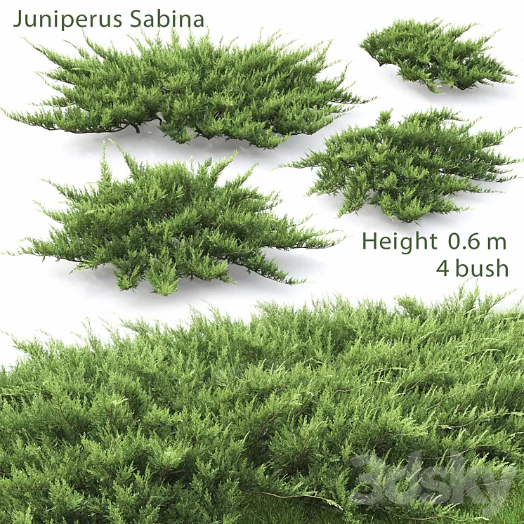Juniperus 3D Model Juniperus 3D Model