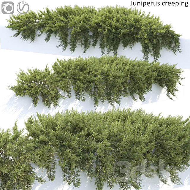 Juniperus 3DModel Juniperus 3DModel