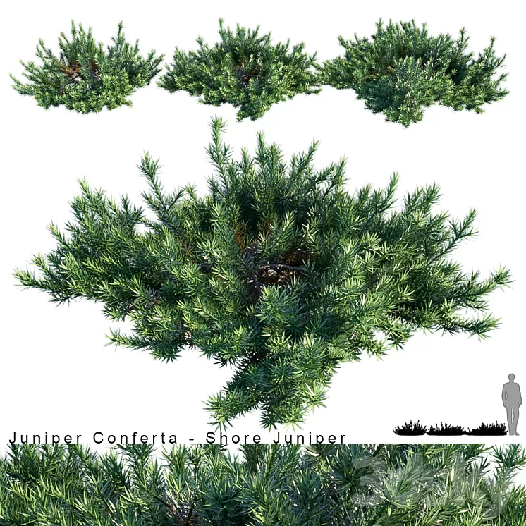 Juniperus Conferta | Shore juniper 3D Model Juniperus Conferta | Shore juniper 3D Model