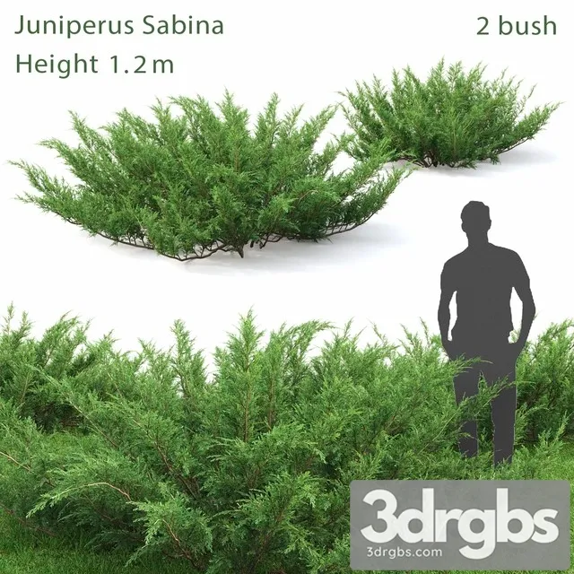 Juniperus Cossack 1 3D Model Download Juniperus Cossack 1 3D Model Download