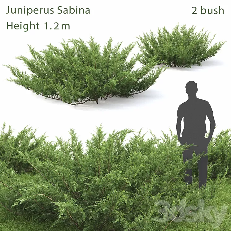 Juniperus Cossack # 1 3D Model Juniperus Cossack # 1 3D Model