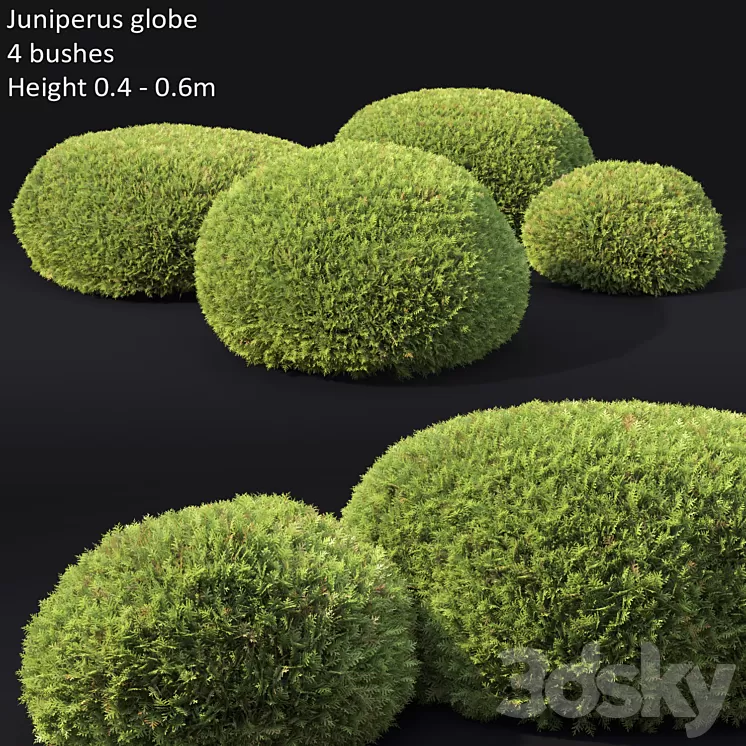 Juniperus Globe 3D Model