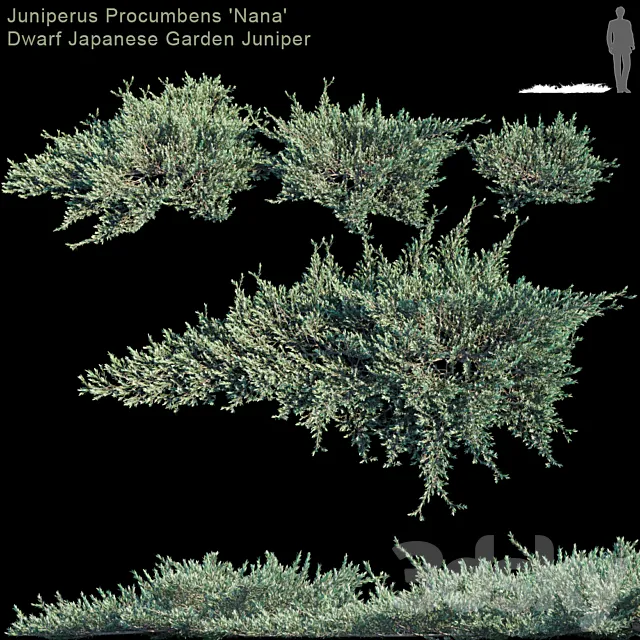 Juniperus Procumbens “Nana” | Dwarf Japanese Garden Juniper 3D Model