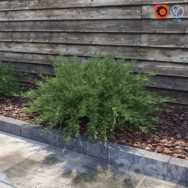 Juniperus Sabina (Juniperus sabina) 3DModel