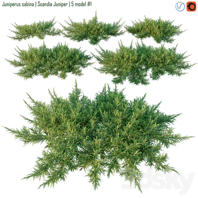 Juniperus sabina | Scandia juniper 3D Model