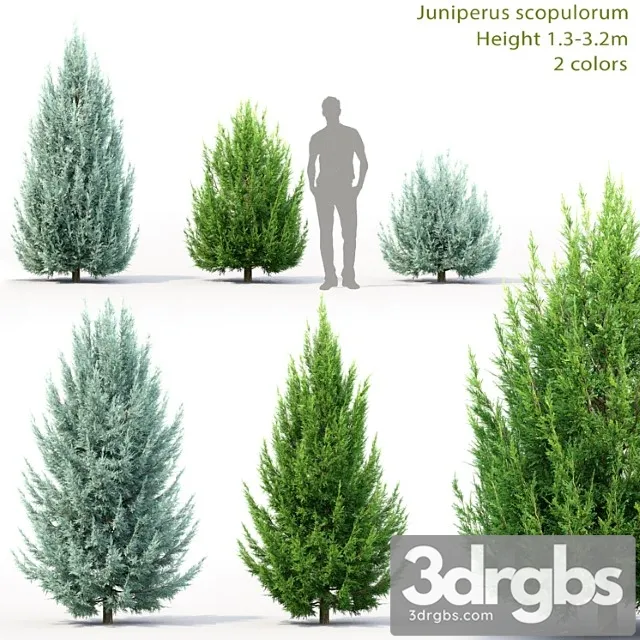 Juniperus scopulorum