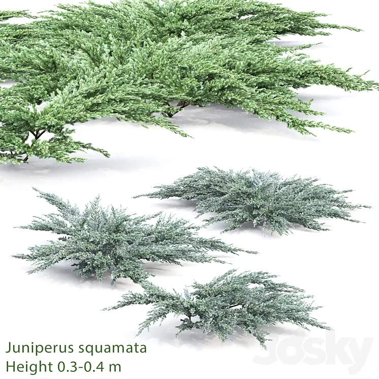 Juniperus squamata # 2 3D Model Juniperus squamata # 2 3D Model