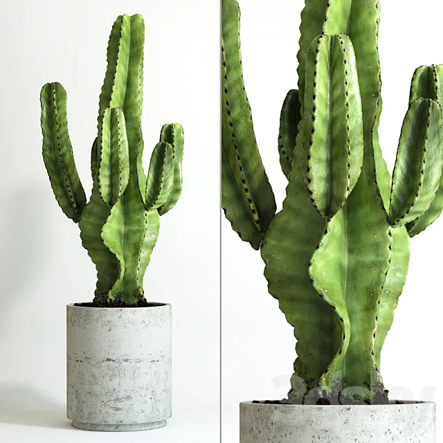 kaktus 3DModel kaktus 3DModel