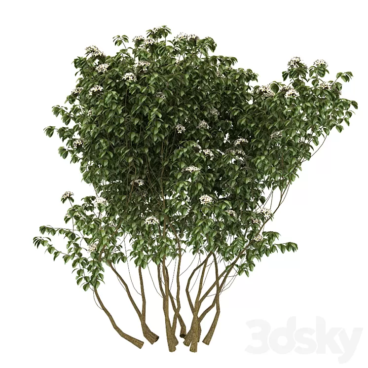 Kalina gordovina 3D Model