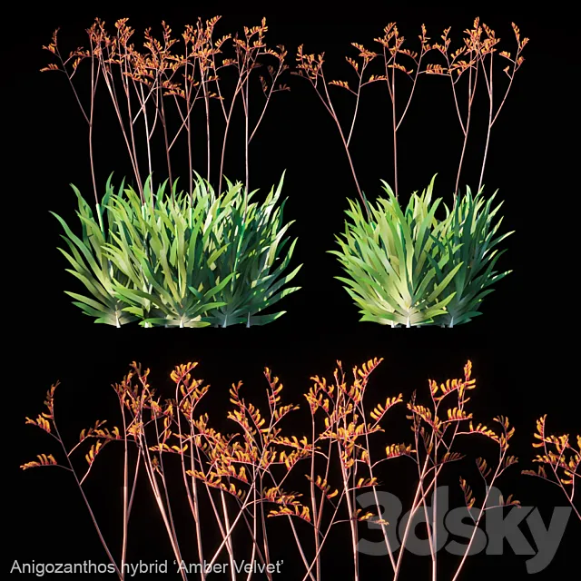 Kangaroo Paw | Anigozanthos hybrid Amber Velvet 3D Model Kangaroo Paw | Anigozanthos hybrid Amber Velvet 3D Model