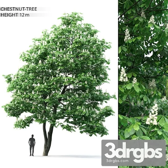 Kashtan Tree 2 3D Model Download