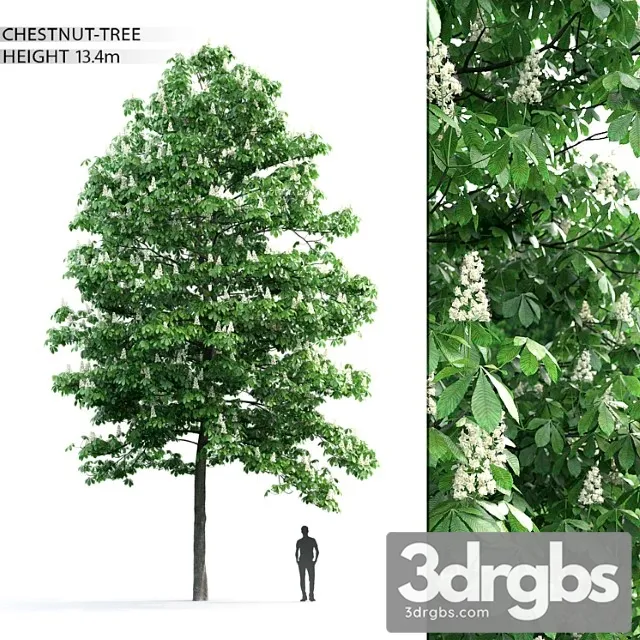 Kashtan Tree 3 3D Model Download