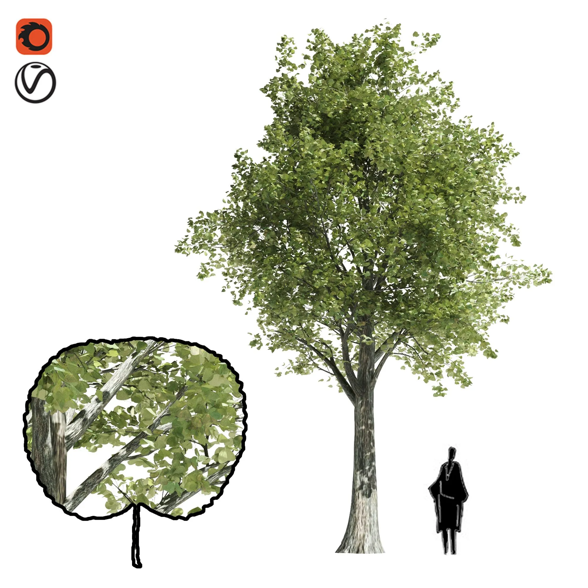 Katsura tree 3D Model