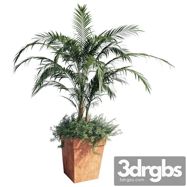 Kentia palm Kentia palm