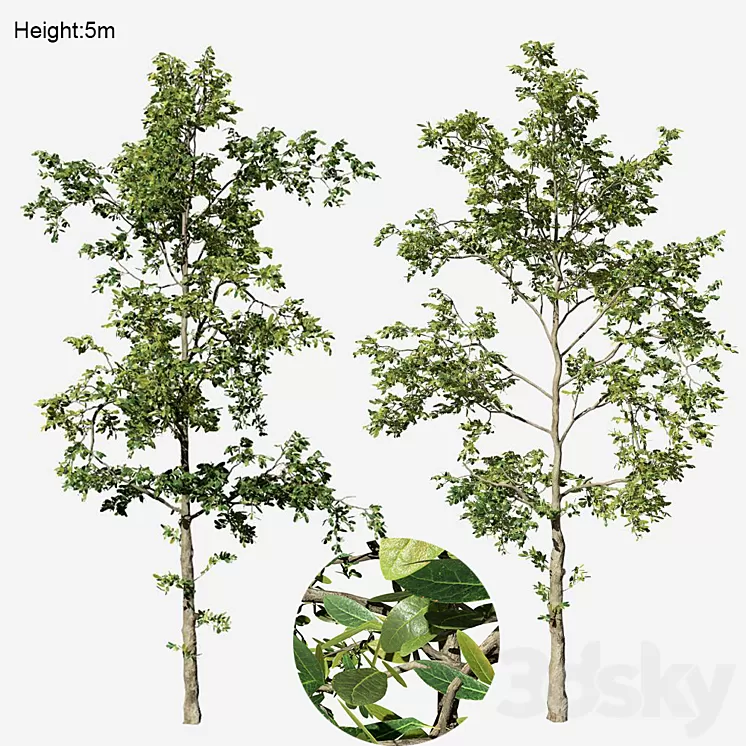 Khaya senegalensis 3D Model