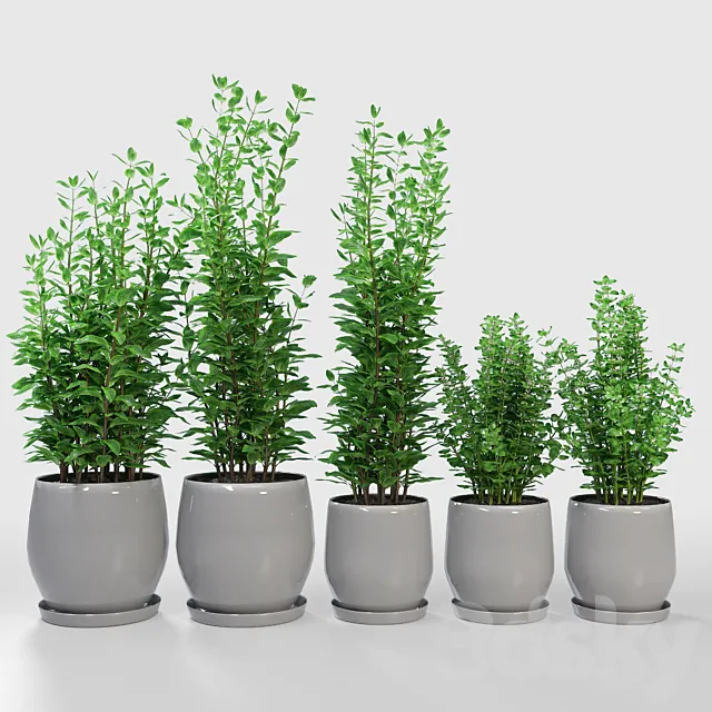 Kitchen Plant – Campana Gray Planters 3DModel