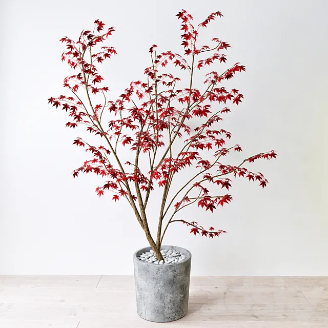 Krasnolistnyh Maple (Maple tree) 3DModel Krasnolistnyh Maple (Maple tree) 3DModel