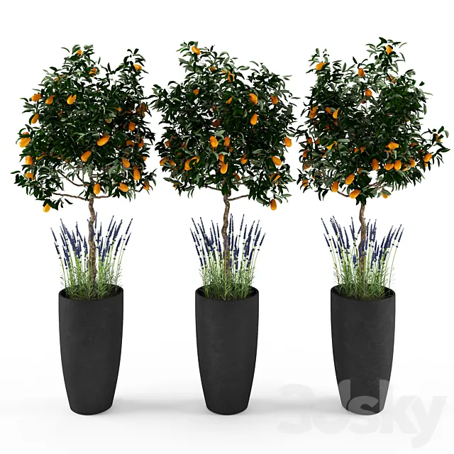 Kumquat and lavender _ Kumquat and lavender 3D Model Kumquat and lavender _ Kumquat and lavender 3D Model