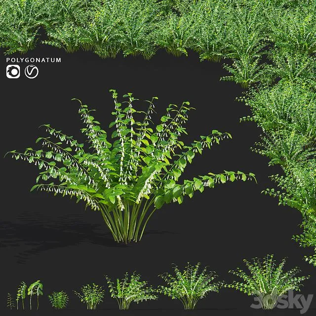 Kupena flowers Polygonatum 3D Model
