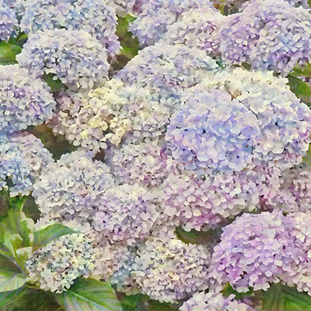 La Stanza – Flora 800285 3D Model