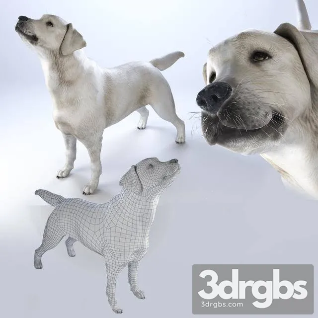 Labrador Dog 3D Model Download